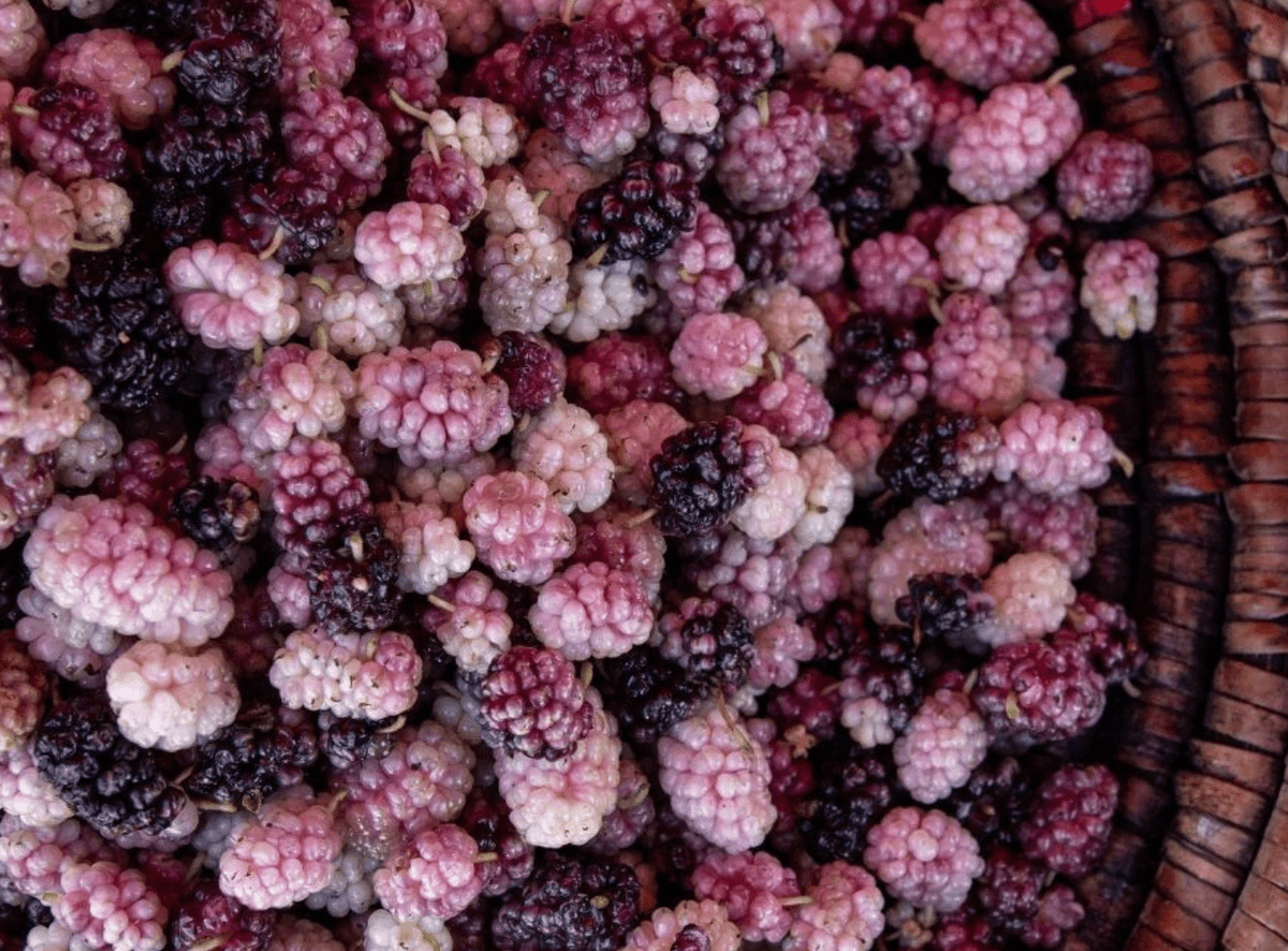 Purple Mulberries*